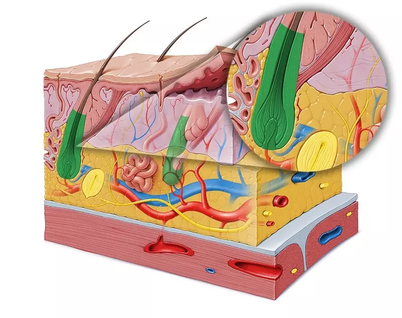 histologia do cabelo